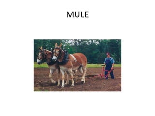 MULE
 
