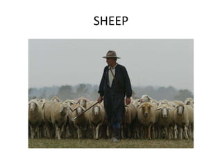 SHEEP
 