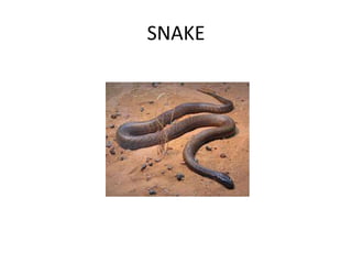 SNAKE
 