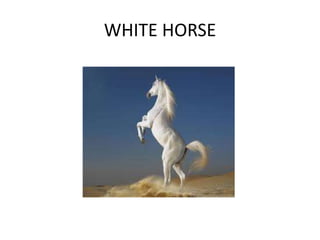 WHITE HORSE
 