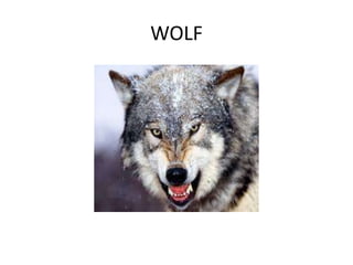 WOLF
 