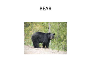 BEAR
 