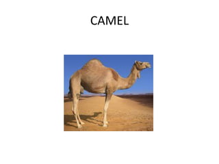 CAMEL
 
