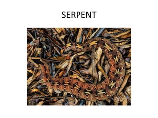 SERPENT
 