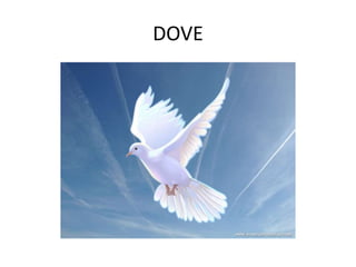 DOVE
 