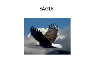 EAGLE
 