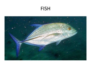 FISH
 