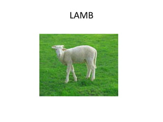 LAMB
 