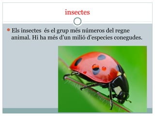 insectes
Els insectes és el grup més números del regne
animal. Hi ha més d’un milió d’especies conegudes.
 