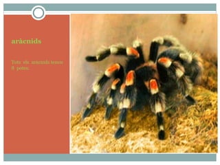 aràcnids
Tots els aràcnids tenen
8 potes.
 