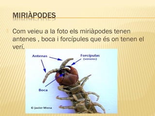 Com veieu a la foto els miriàpodes tenen
antenes , boca i forcípules que és on tenen el
verí.
 