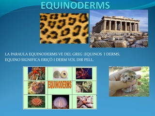 LA PARAULA EQUINODERMS VE DEL GREG :EQUINOS I DERMS.
EQUINO SIGNIFICA ERIÇÓ I DERM VOL DIR PELL.
 