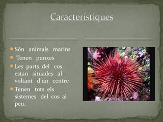 Són animals marins
 Tenen punxes
Les parts del cos
estan situades al
voltant d’un centre
Tenen tots els
sistemes del cos al
peu.
 