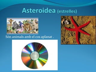 Són animals amb el cos aplanat .
 