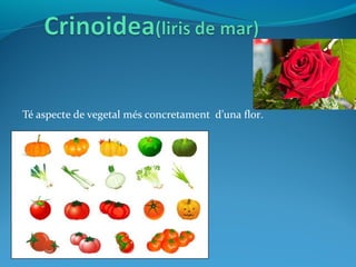 Té aspecte de vegetal més concretament d’una flor.
 