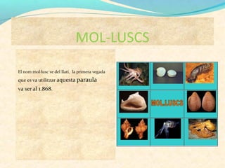 MOL-LUSCS

 