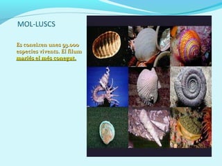 MOL-LUSCS
Es coneixen unes 93.000Es coneixen unes 93.000
especies vivents. El filumespecies vivents. El filum
mariés el mésmariés el més conegut.conegut.
 