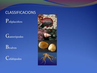 CLASSIFICACIONS
Poliplacòfors
Gasteròpodes
Bivalves
Cefalòpodes
 
