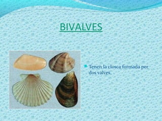 BIVALVES
Tenen la closca formada per
dos valves.
 