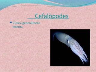 Cefalòpodes
Closca generalment
interna.
 