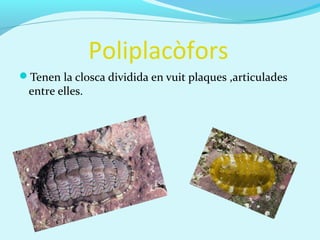 Poliplacòfors
Tenen la closca dividida en vuit plaques ,articulades
entre elles.
 