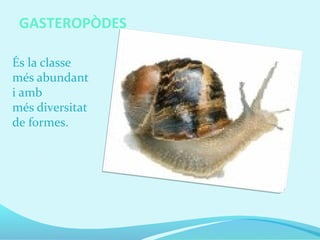 GASTEROPÒDES
És la classe
més abundant
i amb
més diversitat
de formes.
 