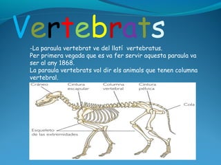-La paraula vertebrat ve del llatí vertebratus.
Per primera vegada que es va fer servir aquesta paraula va
ser al any 1868.
La paraula vertebrats vol dir els animals que tenen columna
vertebral.
 