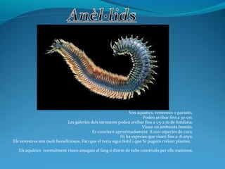 Són aquàtics, terrestres o paràsits.
Poden arribar fins a 30 cm.
Les galeries dels terrestres poden arribar fins a 1,5-2 m de fondària.
Viuen en ambients humits.
Es coneixen aproximadament 8.000 especies de cucs.
Hi ha especies que viuen fins a 16 anys.
Els terrestres són molt beneficiosos. Fan que el terra sigui fèrtil i que hi puguin créixer plantes.
Els aquàtics normalment viuen amagats al fang o dintre de tubs construïts per ells mateixos.
 