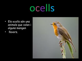 ocells
• Els ocells són uns
animals que volen i
alguns mengen
• llavors.
 