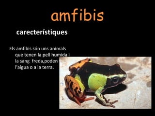 amfibis
carecterístiques
Els amfibis són uns animals
que tenen la pell humida i
la sang freda,poden viure a
l'aigua o a la terra.
 