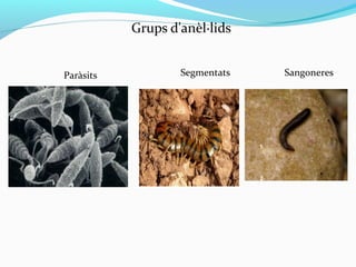 Grups d'anèl·lids
Paràsits Segmentats Sangoneres
 