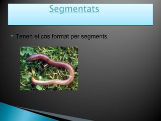  Tenen el cos format per segments.
 