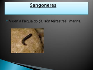  Viuen a l’aigua dolça, són terrestres i marins.
 