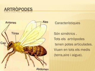 Característiques
Són simètrics .
Tots els artròpodes
tenen potes articulades.
Viuen en tots els medis
(terra,aire i aigua).
 