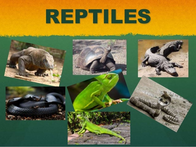 kingdom of reptiles