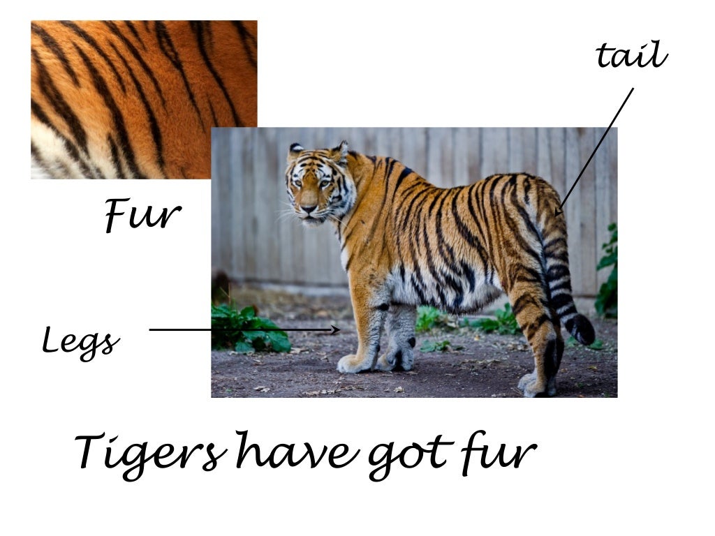 Animals bodies