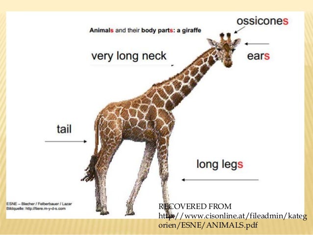 animals body parts