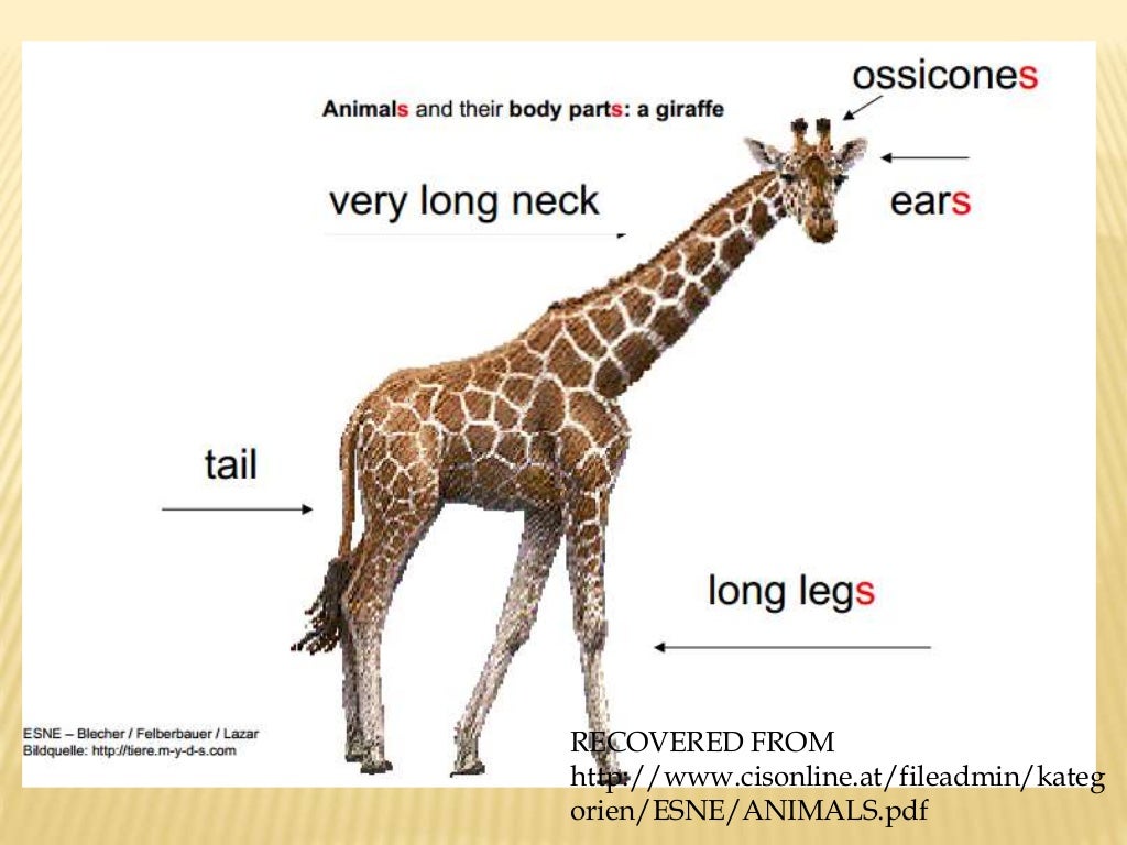 Animals body parts
