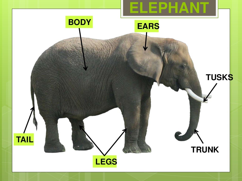 Animals Body Parts Animals Body Parts