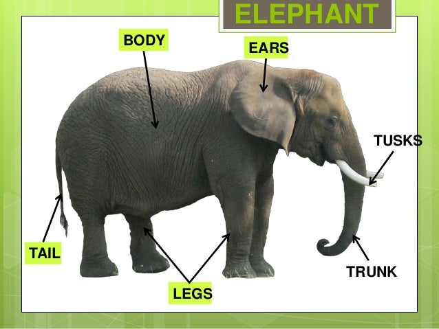 animals body parts 2 638