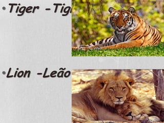 Tiger -TigreLion -Leão