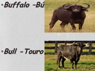 Buffalo –BúfaloBull -Touro