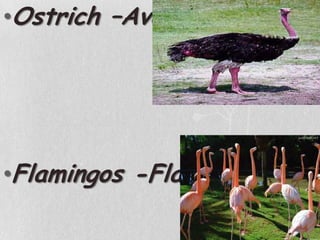 Ostrich –AvestruzFlamingos -Flamingos