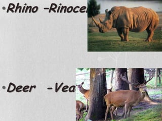 Rhino –RinoceronteDeer  -Veado