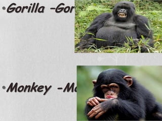 Gorilla –GorilaMonkey -Macaco