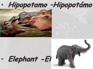 Hipopotamo –HipopotámoElephant -Elefante