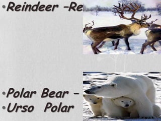 Reindeer –RenaPolar Bear –Urso  Polar
