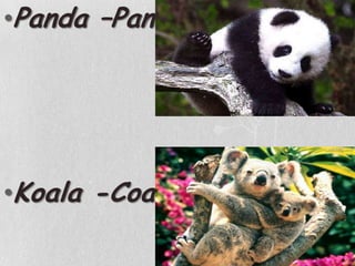 Panda –PandaKoala -Coala