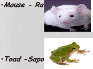 Mouse - RatoToad -Sapo