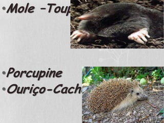 Mole –ToupeiraPorcupineOuriço-Cacheiro